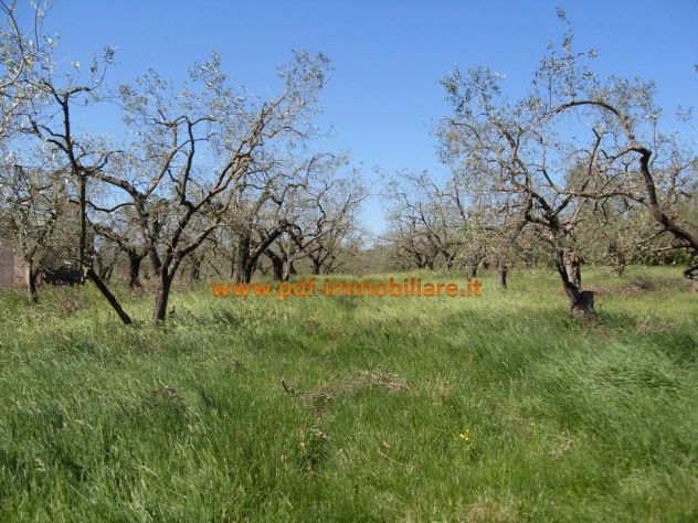 terreno agricolo in vendita a Mentana