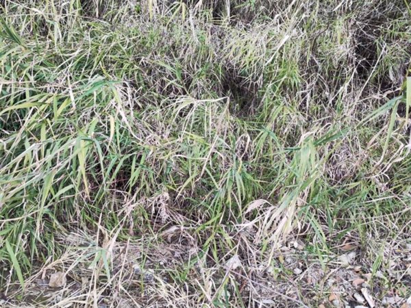 terreno agricolo in vendita a Mentana