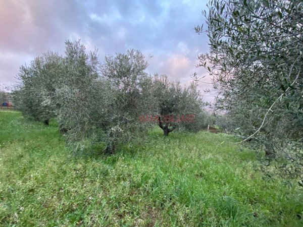 terreno agricolo in vendita a Monte Compatri