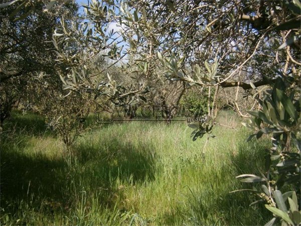 terreno agricolo in vendita a Monte Compatri
