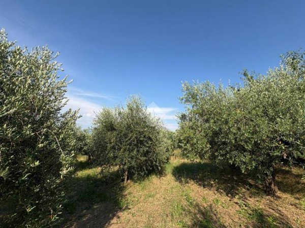 terreno agricolo in vendita a Monte Compatri
