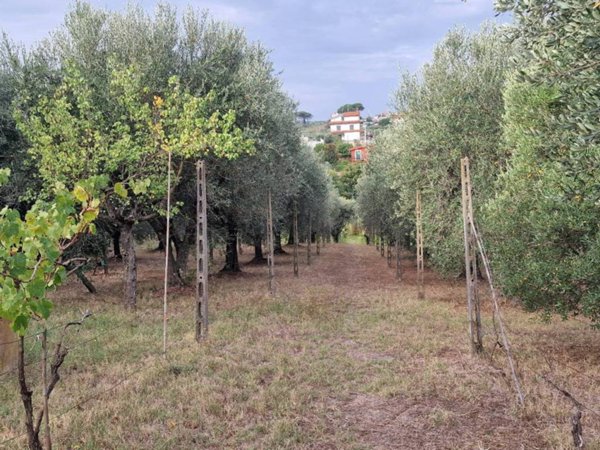 terreno agricolo in vendita a Monte Compatri
