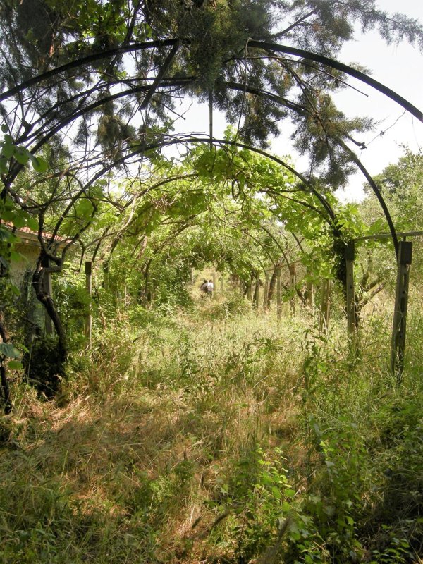 terreno agricolo in vendita a Monte Compatri