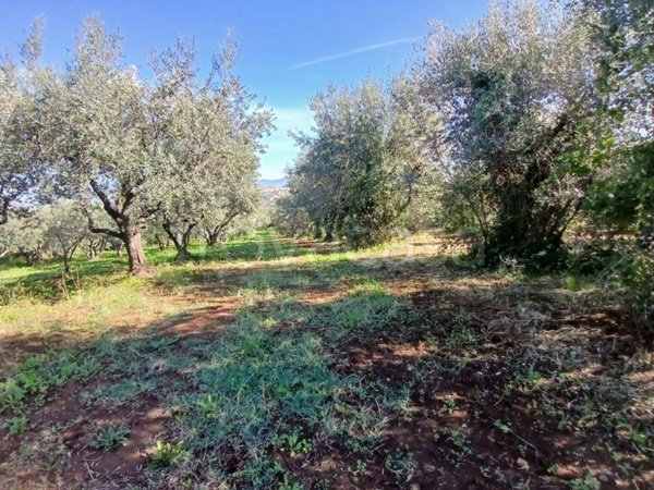 terreno in vendita a Monte Compatri in zona Pantano