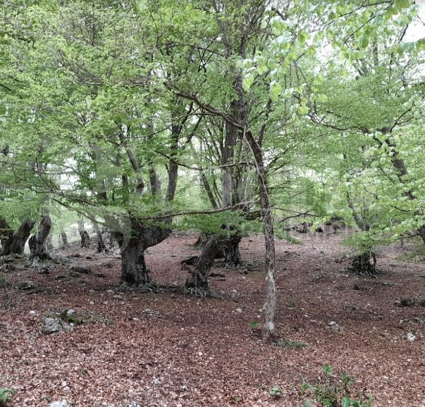 terreno agricolo in vendita a Montelanico