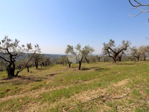 terreno agricolo in vendita a Montelibretti