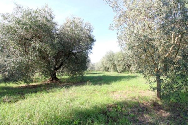 terreno agricolo in vendita a Montelibretti