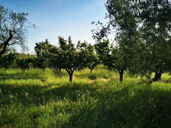 terreno agricolo in vendita a Montelibretti