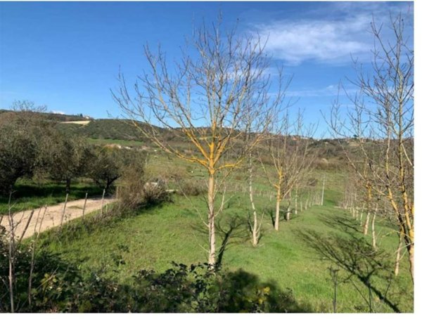 terreno agricolo in vendita a Montelibretti