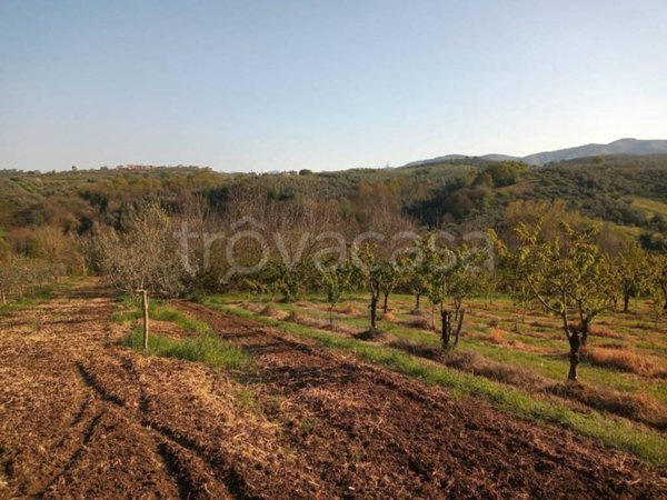 terreno agricolo in vendita a Montelibretti