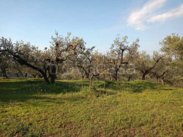 terreno agricolo in vendita a Montelibretti in zona Tarantò / Vigna Grande