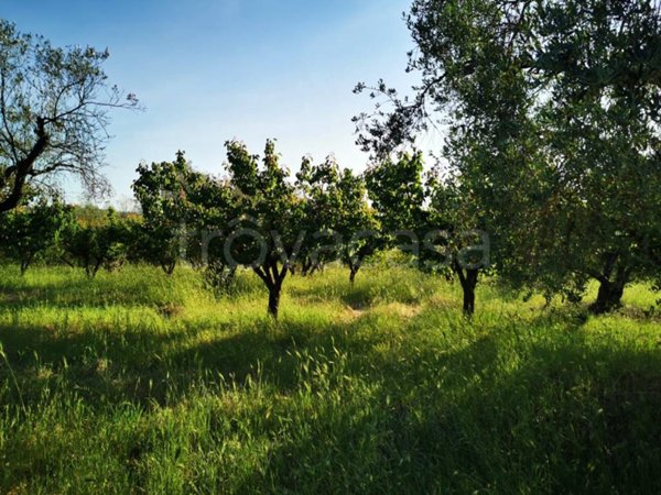 terreno agricolo in vendita a Montelibretti