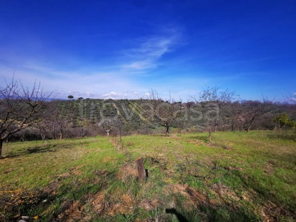terreno agricolo in vendita a Montelibretti