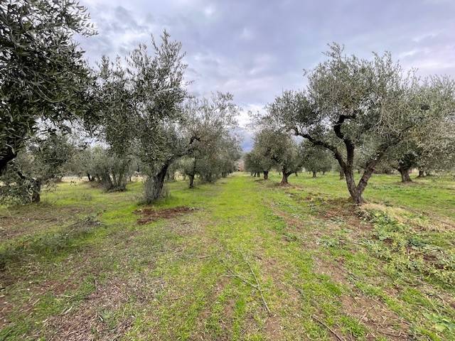 terreno agricolo in vendita a Montelibretti