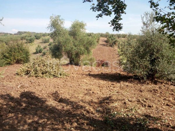 terreno agricolo in vendita a Montelibretti