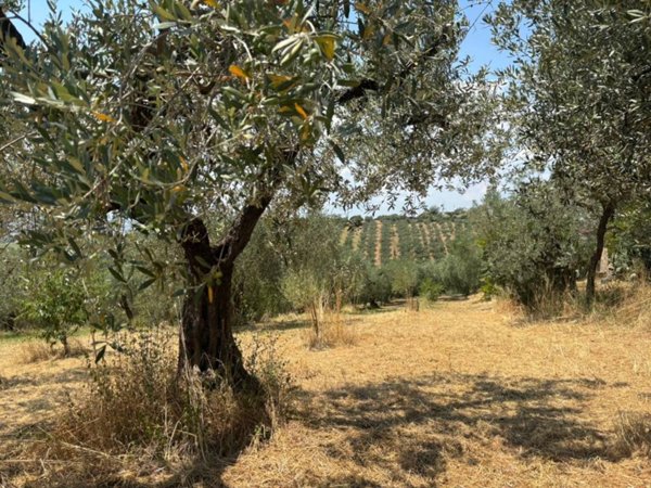 terreno agricolo in vendita a Montelibretti