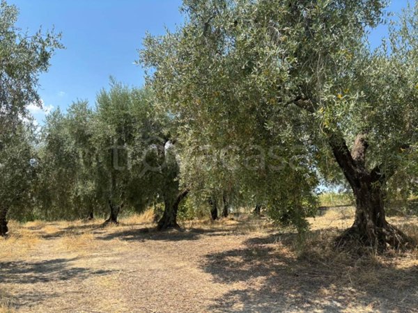 terreno agricolo in vendita a Montelibretti