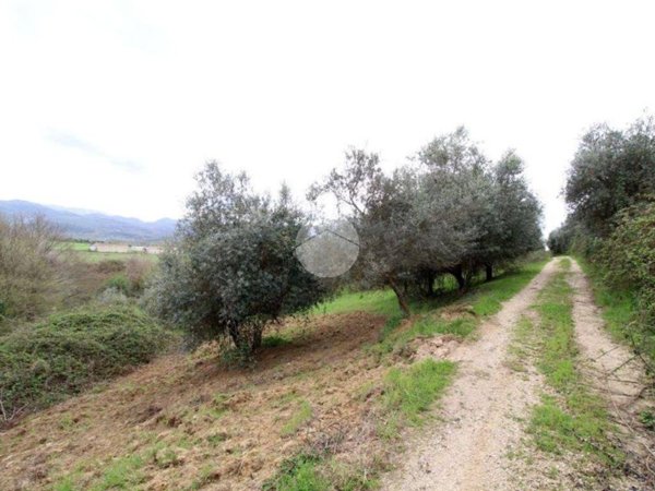 terreno agricolo in vendita a Montelibretti