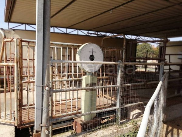 azienda agricola in vendita a Montelibretti