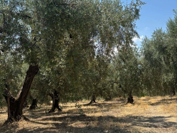 terreno agricolo in vendita a Montelibretti
