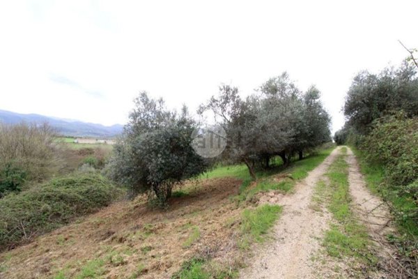 terreno agricolo in vendita a Montelibretti