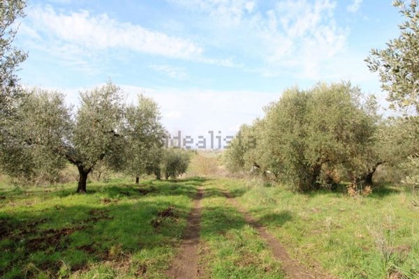 terreno agricolo in vendita a Montelibretti