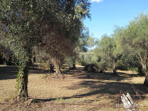 terreno agricolo in vendita a Montelibretti in zona Tarantò / Vigna Grande