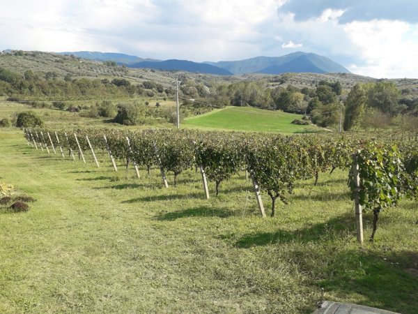 terreno agricolo in vendita a Montelibretti
