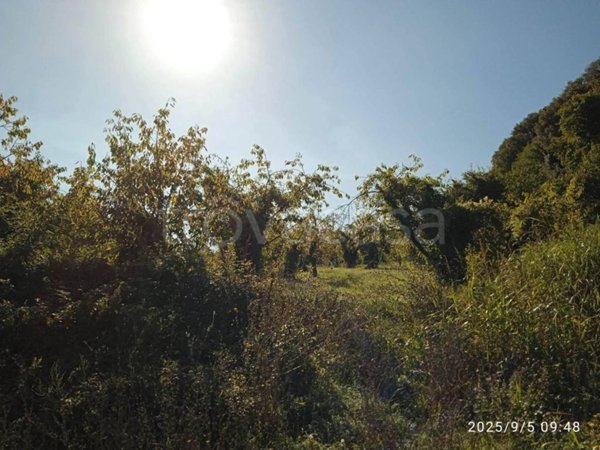 terreno agricolo in vendita a Montelibretti
