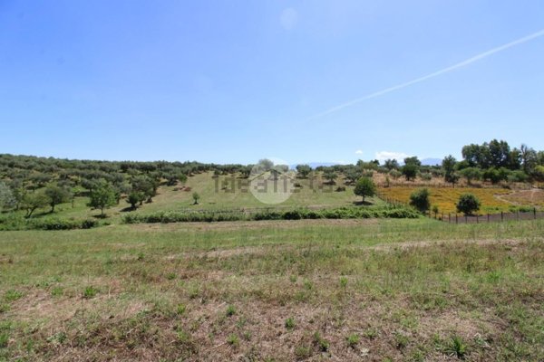 terreno agricolo in vendita a Montelibretti
