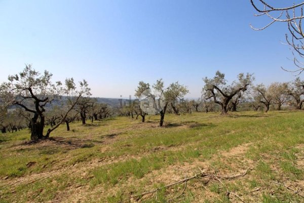 terreno agricolo in vendita a Montelibretti