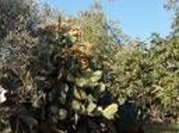 terreno agricolo in vendita a Montelibretti