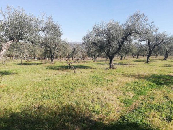 terreno agricolo in vendita a Montelibretti