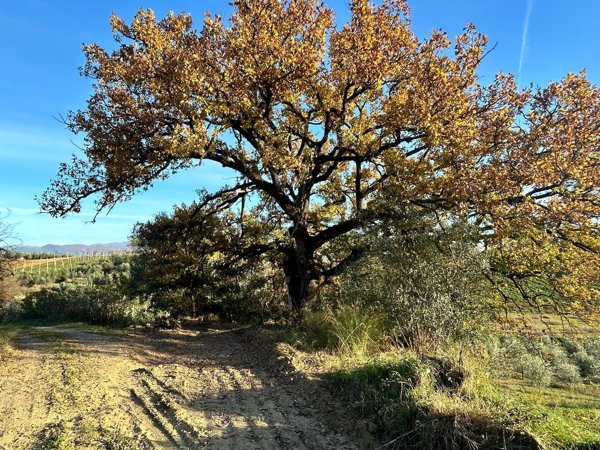 terreno agricolo in vendita a Montelibretti