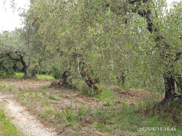 terreno agricolo in vendita a Montelibretti