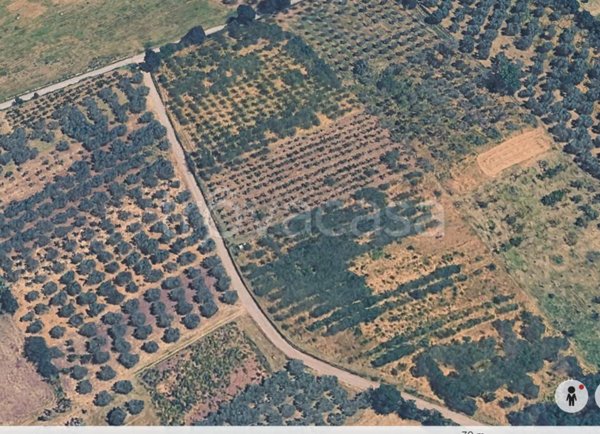terreno agricolo in vendita a Montelibretti