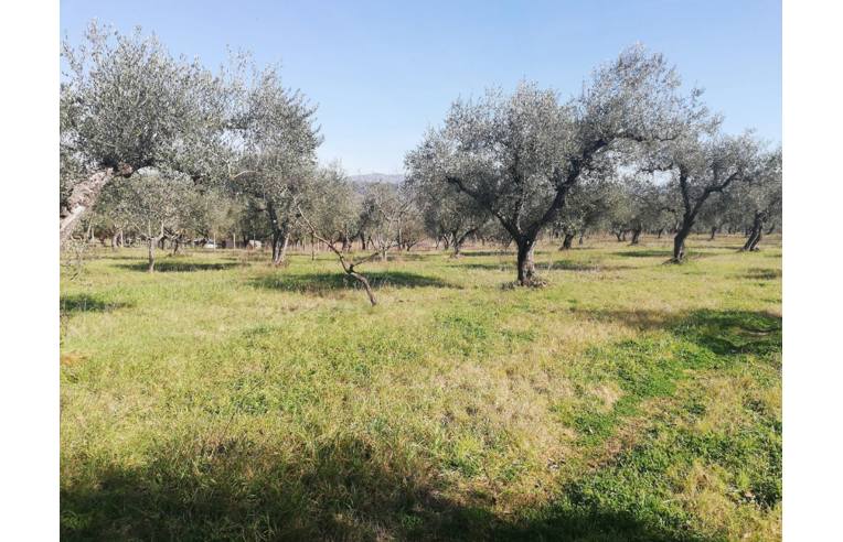 terreno agricolo in vendita a Montelibretti in zona Borgo Santa Maria