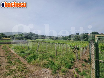 terreno agricolo in vendita a Monte Porzio Catone