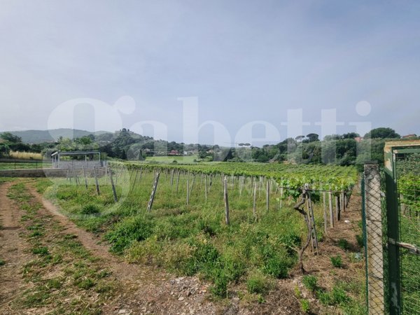 terreno agricolo in vendita a Monte Porzio Catone