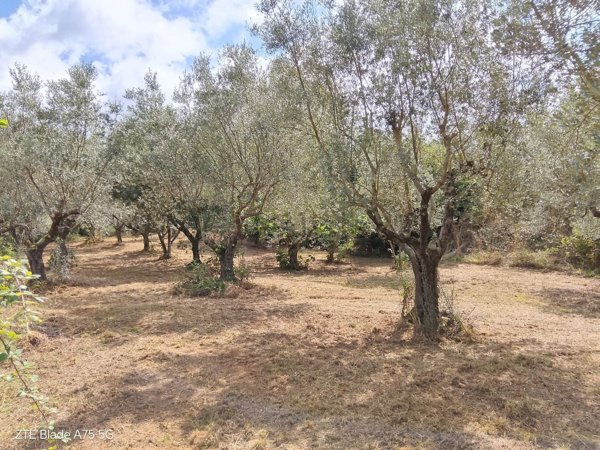 terreno agricolo in vendita a Monte Porzio Catone