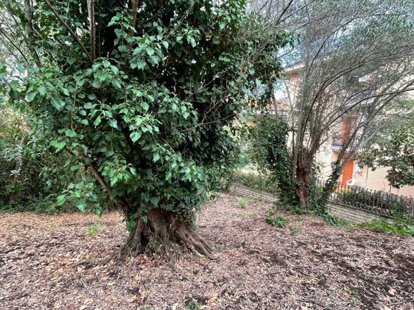 terreno agricolo in vendita a Monte Porzio Catone