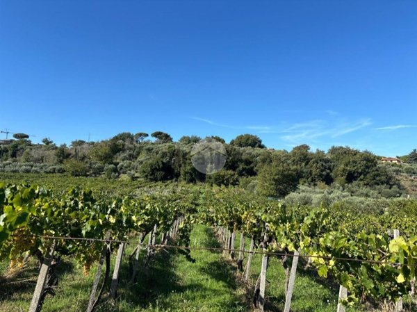 terreno agricolo in vendita a Monte Porzio Catone in zona Massarosa