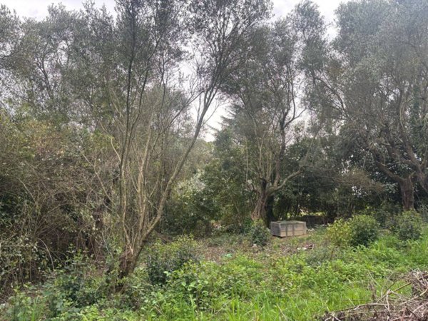 terreno agricolo in vendita a Monterotondo in zona San Martino