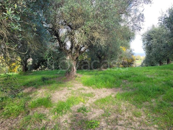 terreno agricolo in vendita a Monterotondo