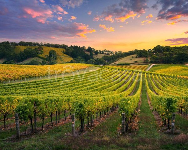 terreno agricolo in vendita a Monterotondo