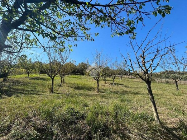 terreno agricolo in vendita a Monterotondo in zona San Martino