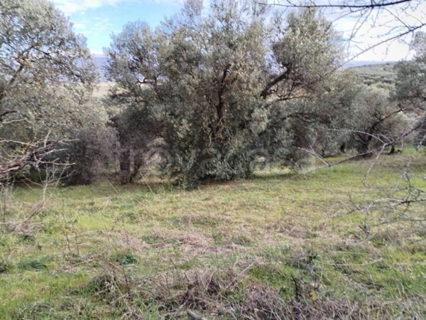 terreno agricolo in vendita a Moricone