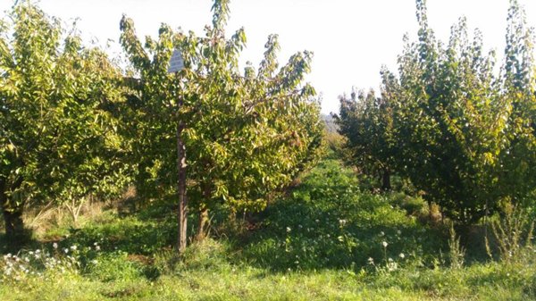 terreno in vendita a Moricone