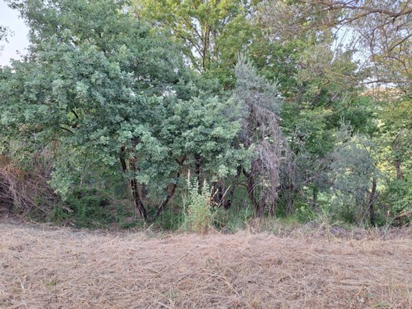 terreno agricolo in vendita a Morlupo