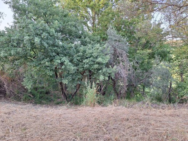 terreno agricolo in vendita a Morlupo